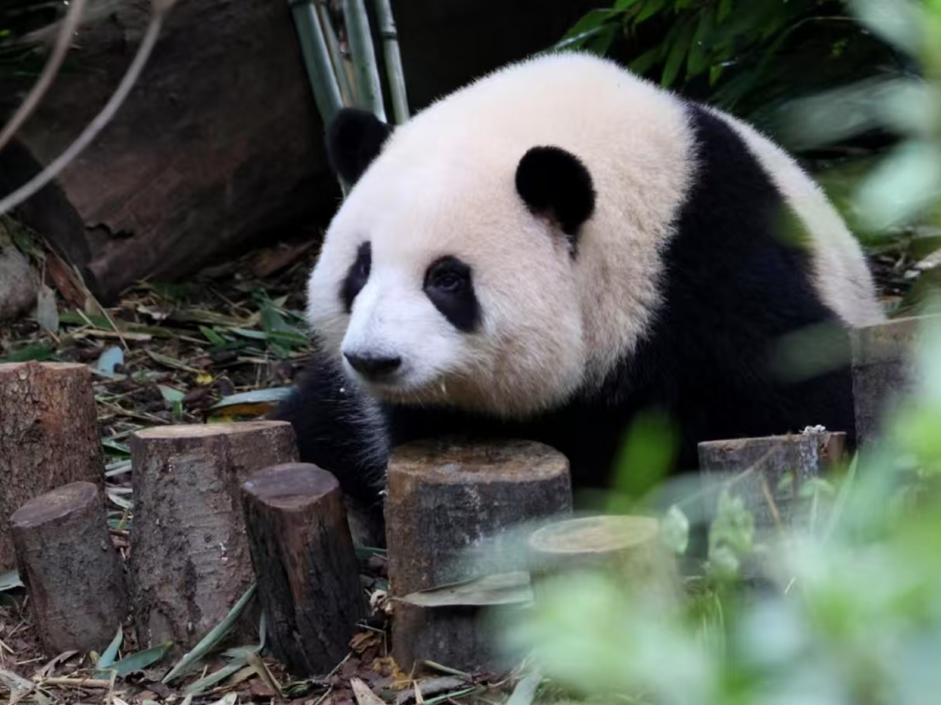 四川省成都大熊猫繁育研究基地 都江堰一日游（“顶流女明星“熊猫花花+都江堰蓝眼泪打卡+探寻水利工程）