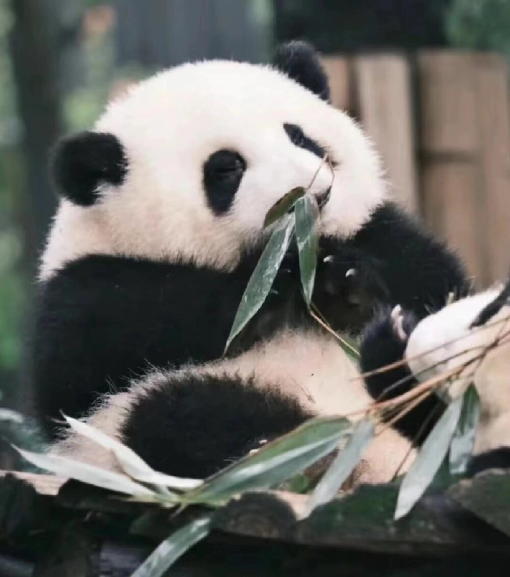 四川熊猫基地&三星堆博物馆 包车一日游