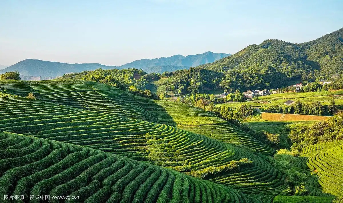 杭州龙井茶田 梅家坞村 茶文化私家团半日游