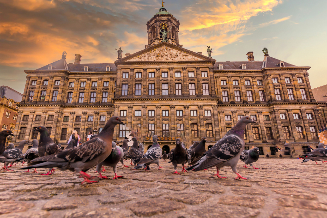 探索羊角村 (Giethoorn) 的魅力：阿姆斯特丹 (Amsterdam) 风景秀丽的一日游