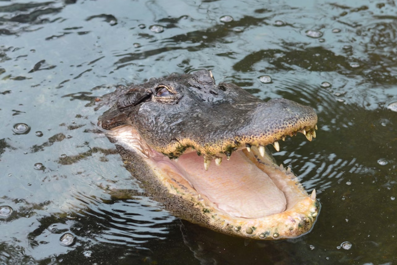 西班牙托雷莫利诺斯鳄鱼公园门票