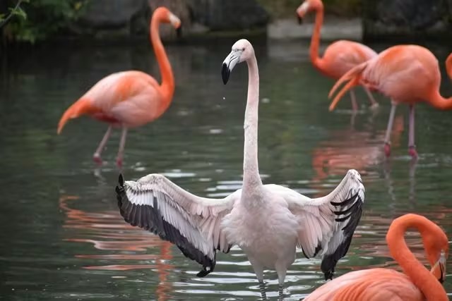 名古屋市东山动植物园 (Nagoya-City Higashiyama Zoo and Botanical Gardens)