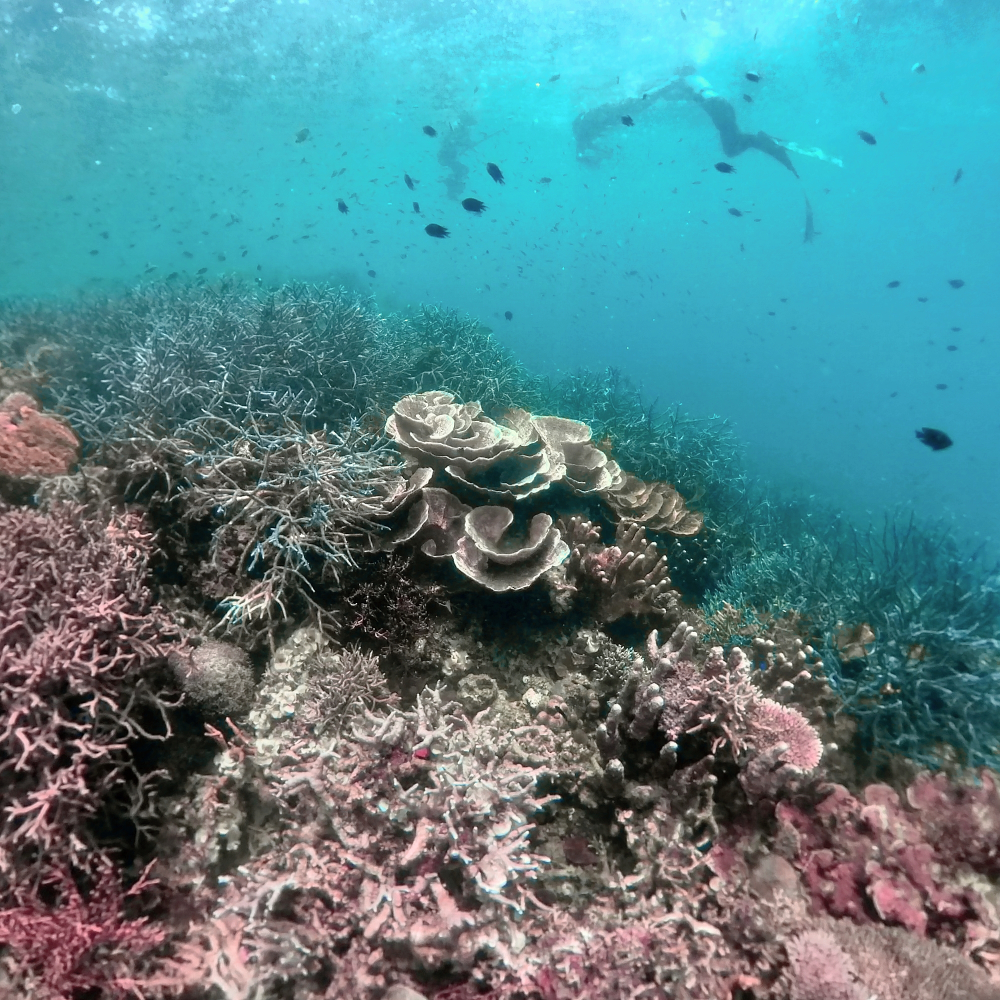 锡基霍尔：自由潜水探险，含午餐和沙滩休闲时光