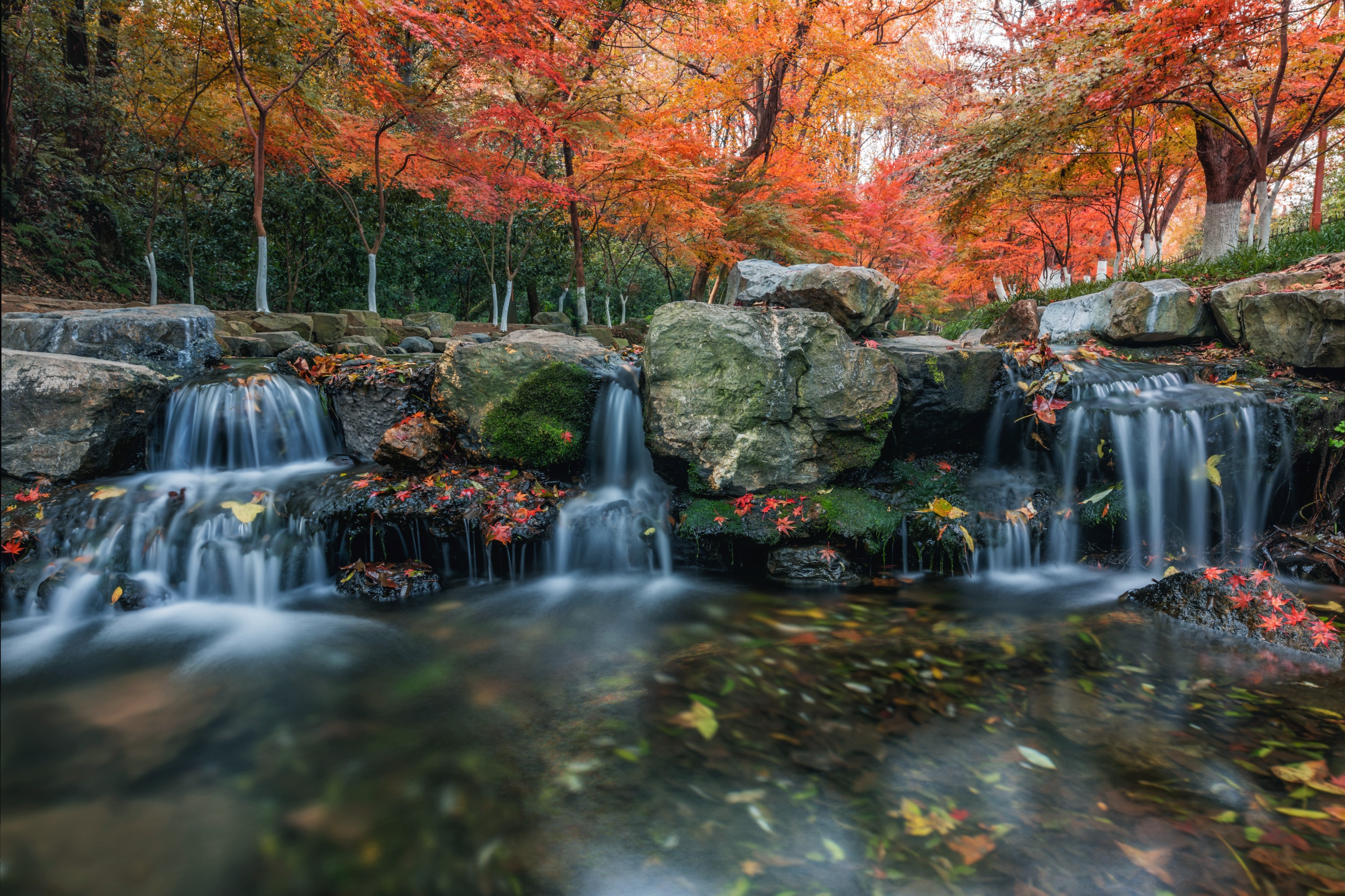 龙井问茶&满陇桂&九溪烟树 包车一日游