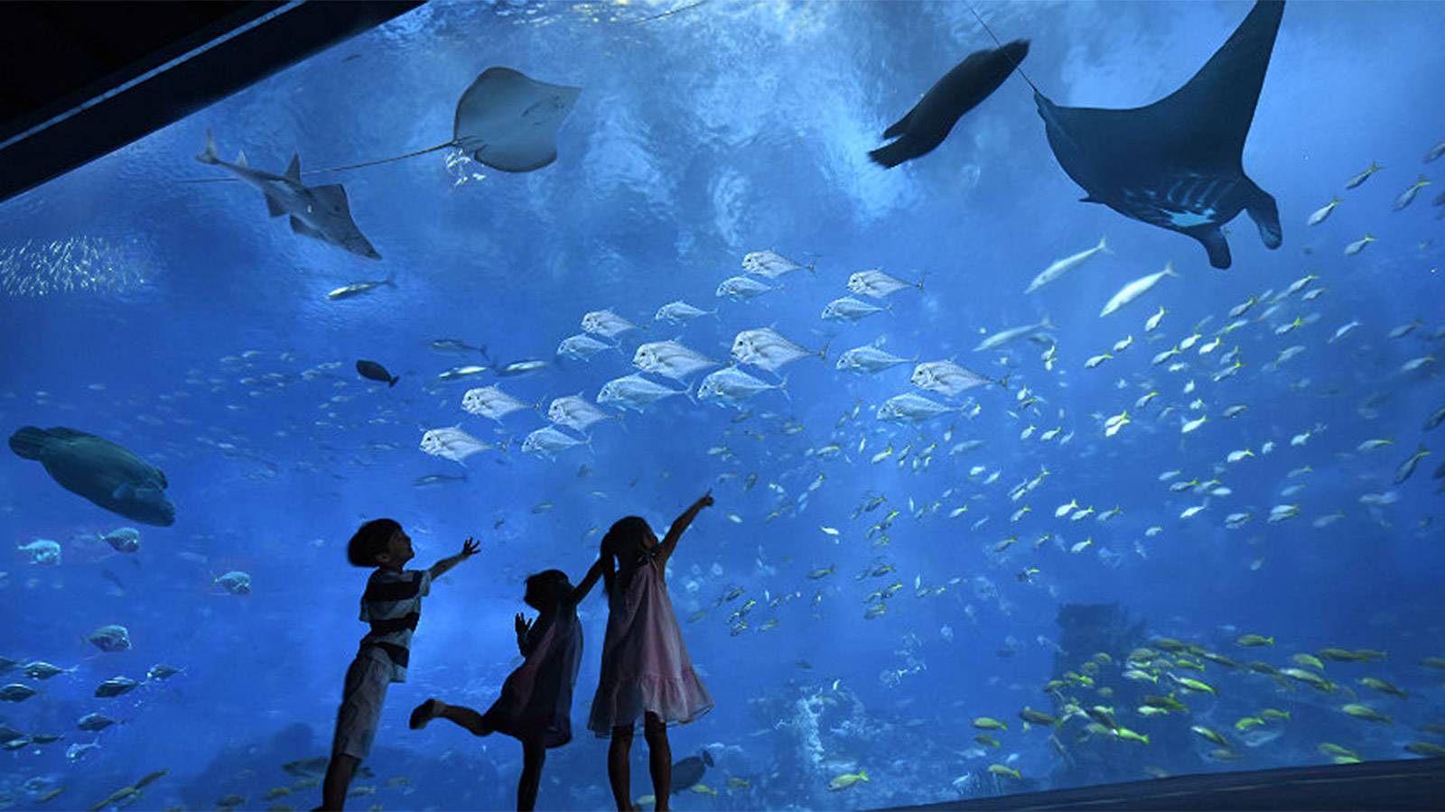 红海巨型水族馆之旅 