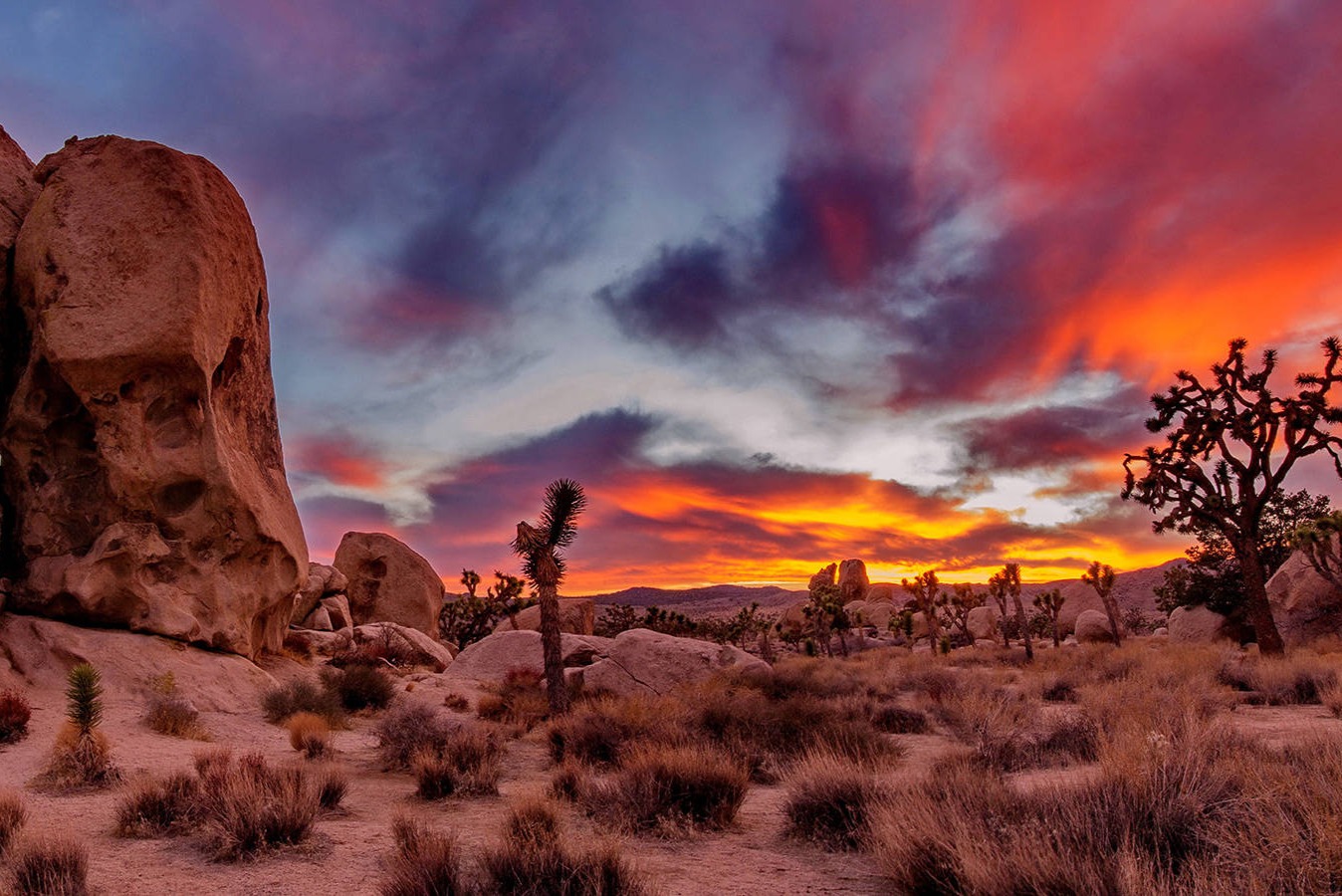 约书亚树国家公园 & 尼克森总统图书馆博物馆一日游