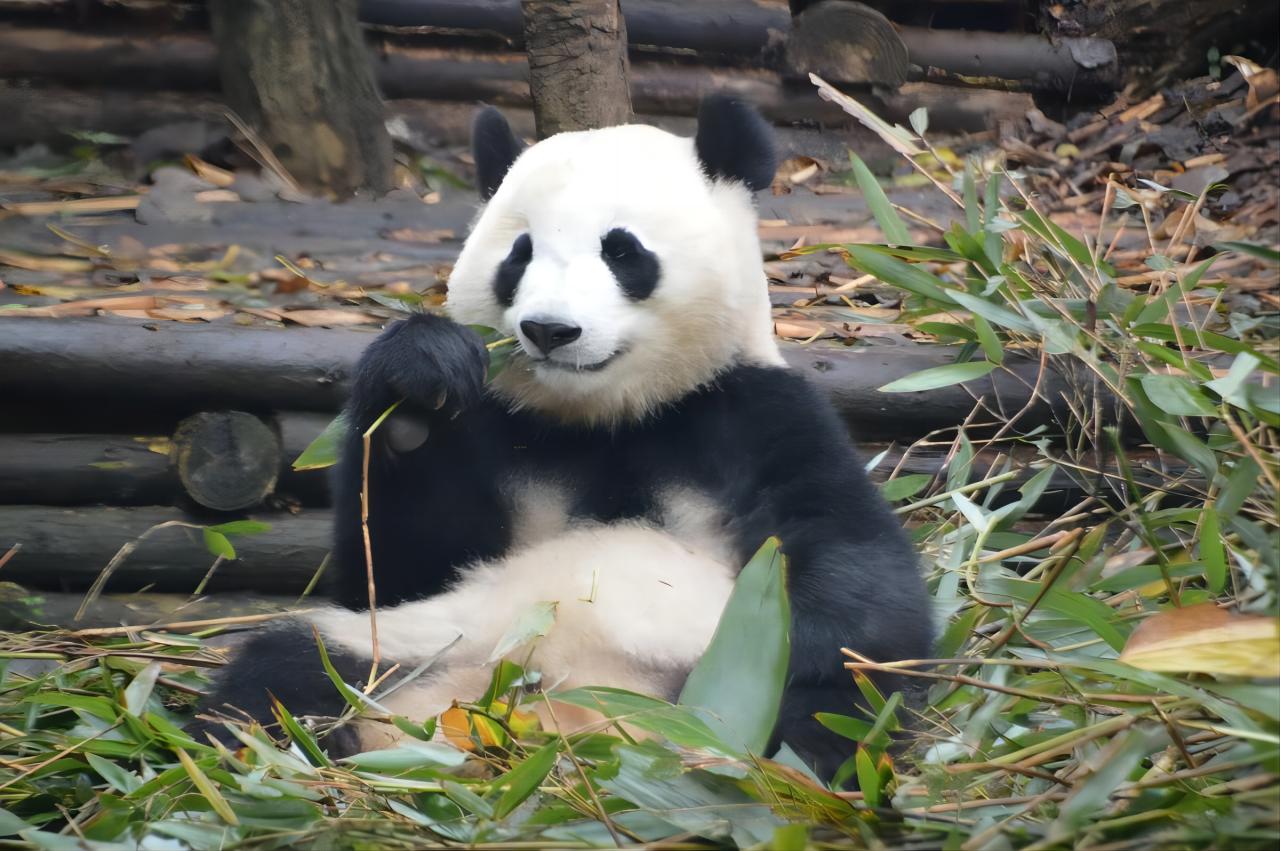 【遇见香香】四川碧峰峡熊猫基地&黄龙溪 包车一日游