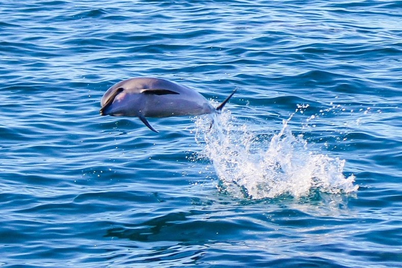 欧胡岛海豚观赏 & 浮潜 & 水上活动