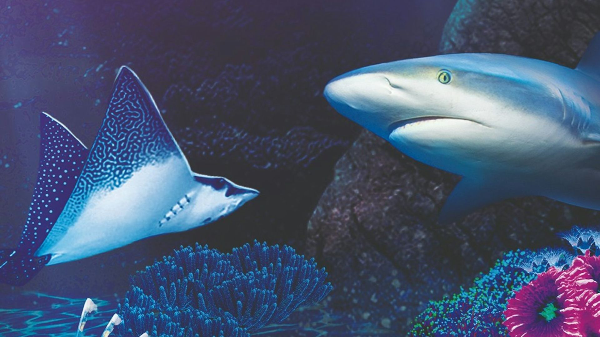 西班牙贝纳尔马德纳海洋生物水族馆门票