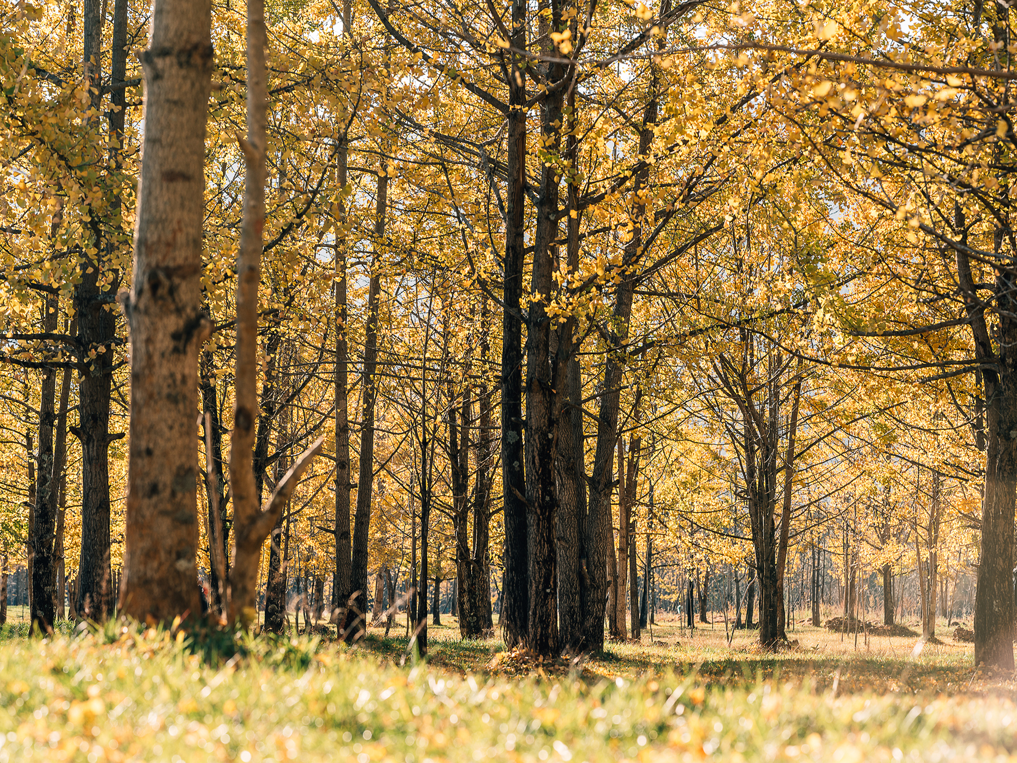 云南腾冲温泉度假5天（全程奢宿5钻温泉酒店+无限私汤+和顺古镇+北海湿地游船+草排+热海大滚锅+边境异域风情）