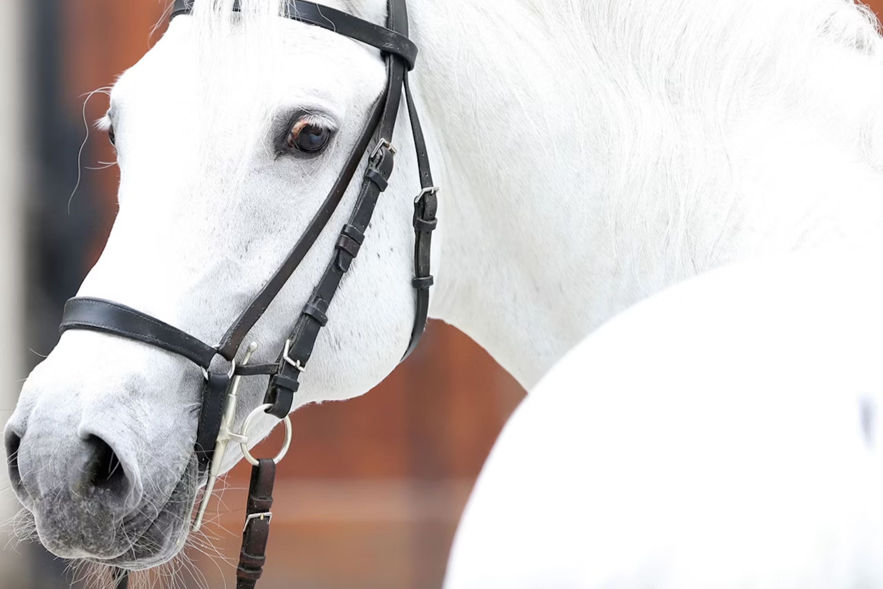 维也纳西班牙马术学校参观