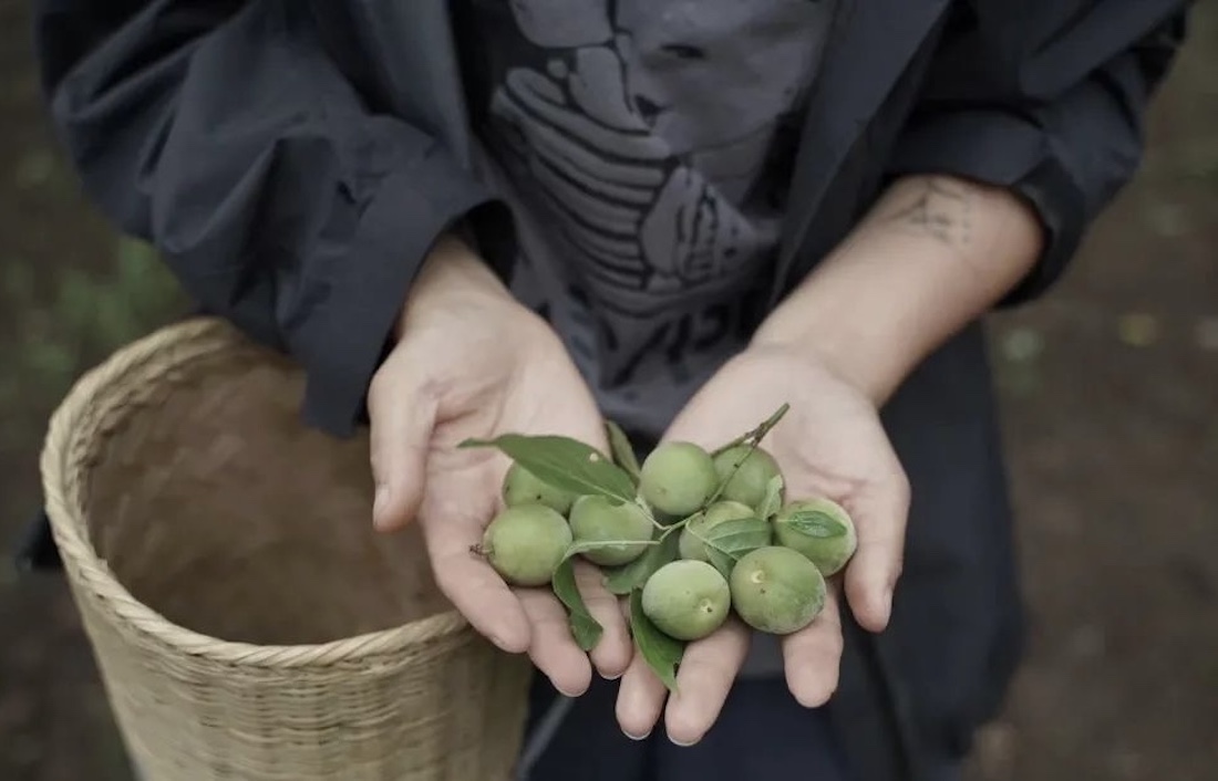 大理山中溯溪、摘青梅、制作青梅酒 - Eawith