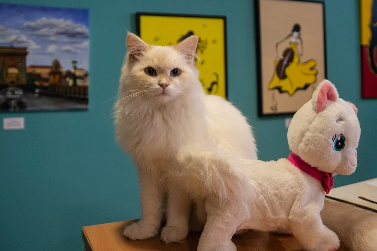 布达佩斯猫博物馆门票