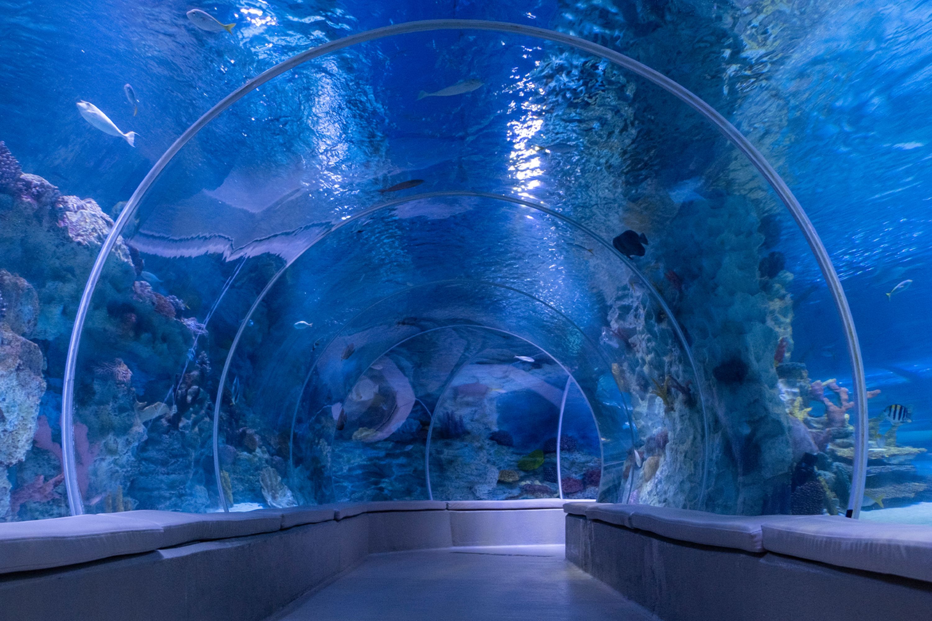 伊斯坦布尔 Emaar 水族馆 & 水下动物园门票