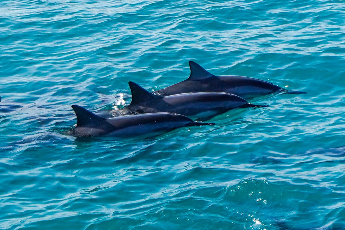 欧胡岛海豚游泳 & 浮潜体验