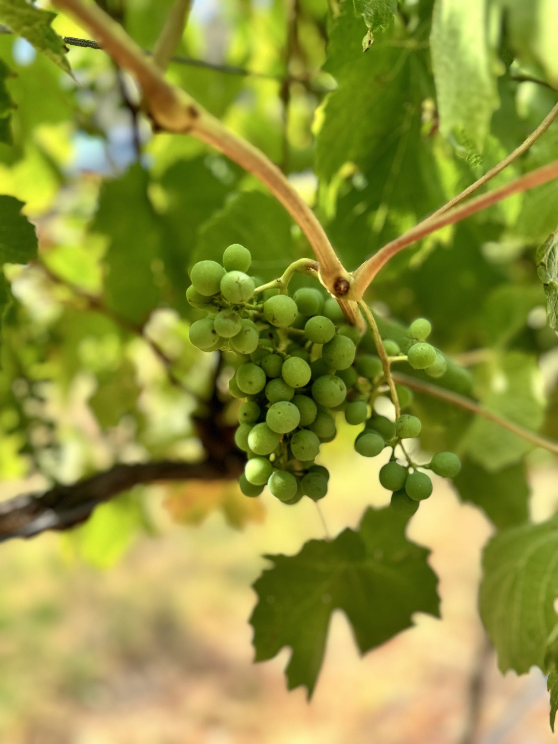 从墨尔本出发的雅拉河谷品酒之旅