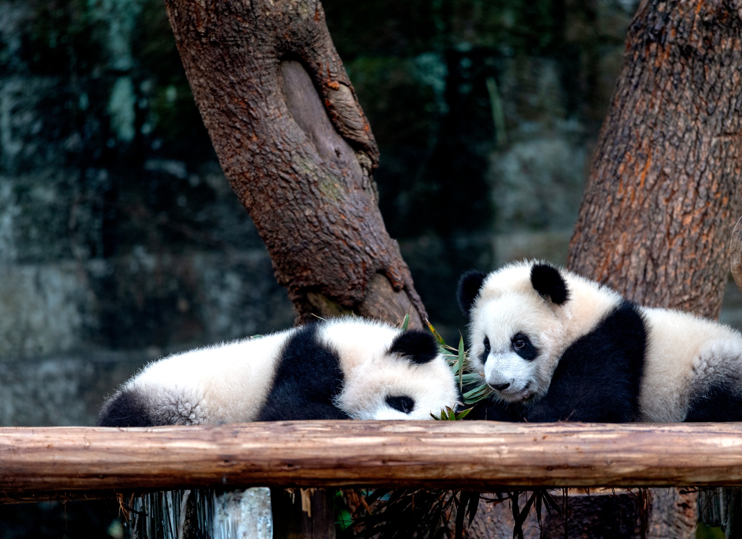 重庆动物园专车接送