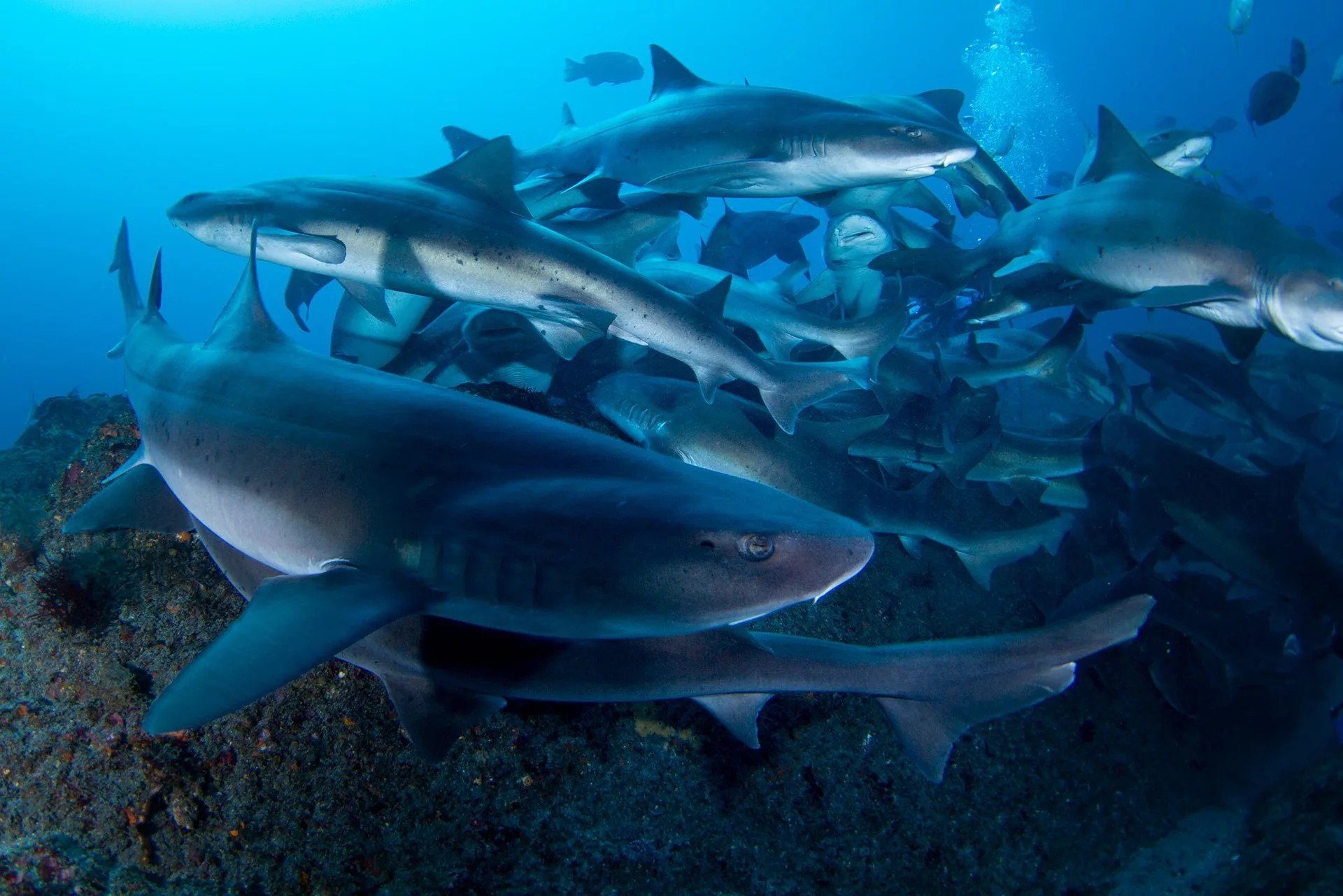 立山海底世界：鲨鱼主宰的洋流