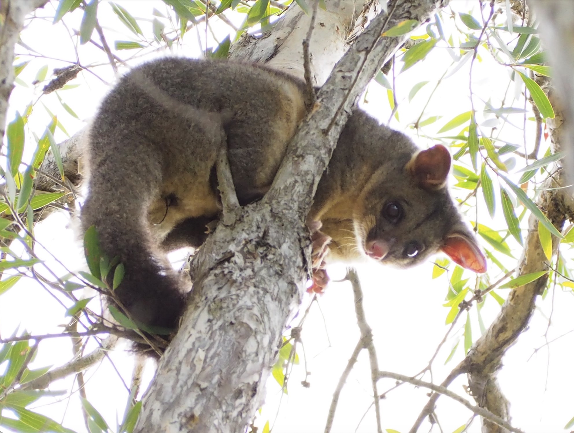 雪梨野生动物园一日游（雪梨出发）