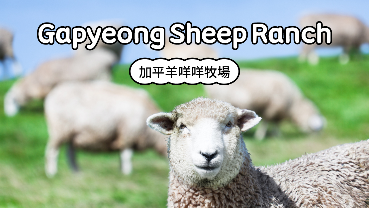 京畿羊牧场门票
