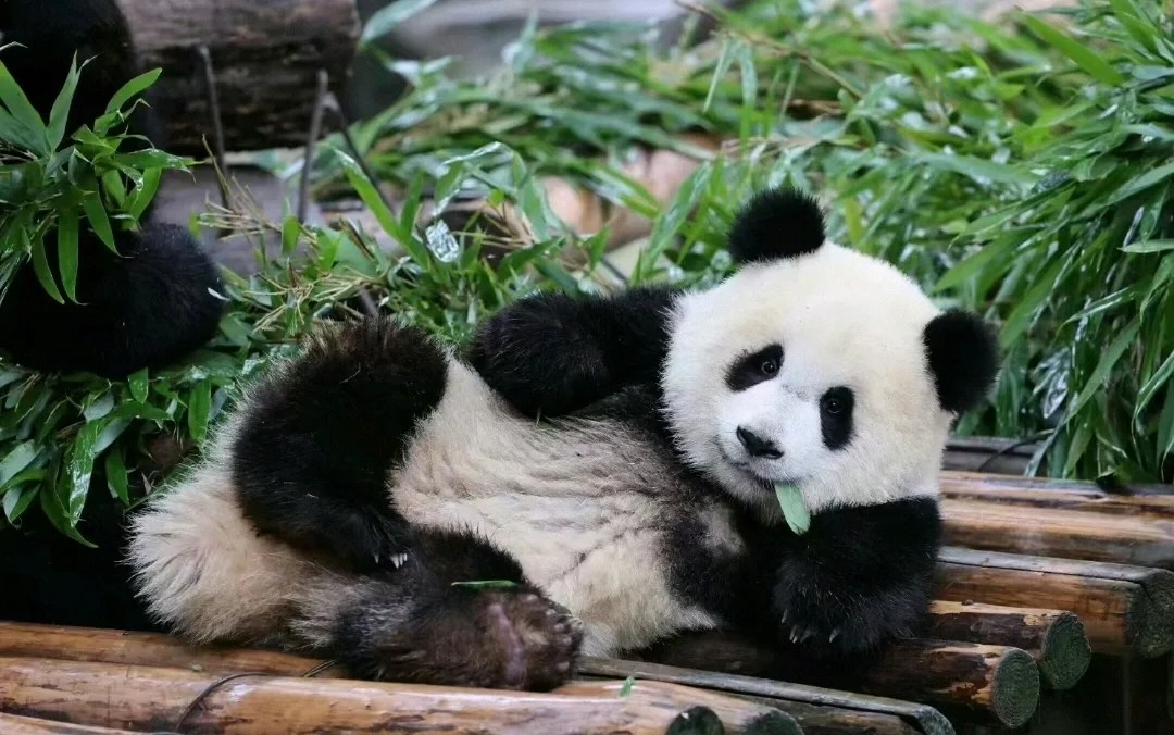 【私享定制团】蜀中作乐四川成都5日游私家团 （都江堰+三星堆专业讲解+青城山+峨眉山+乐山大佛+轻奢成都酒店住宿+温泉体验）