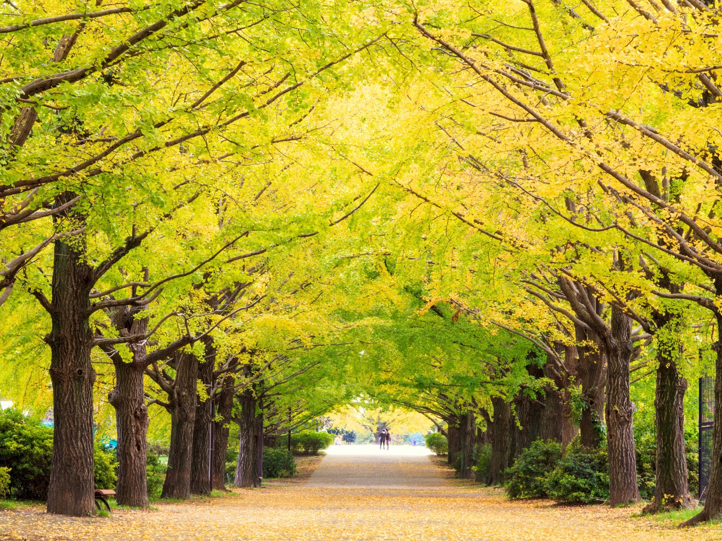 昭和纪念公园赏花一日游 (东京出发)