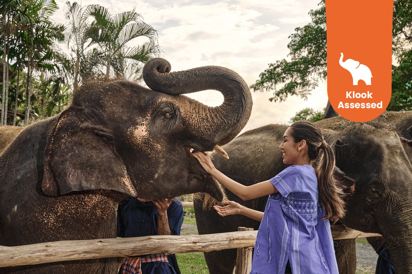 曼谷大象公园大象照护体验