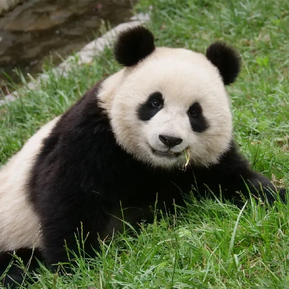 大熊猫爱心志愿者体验一日游