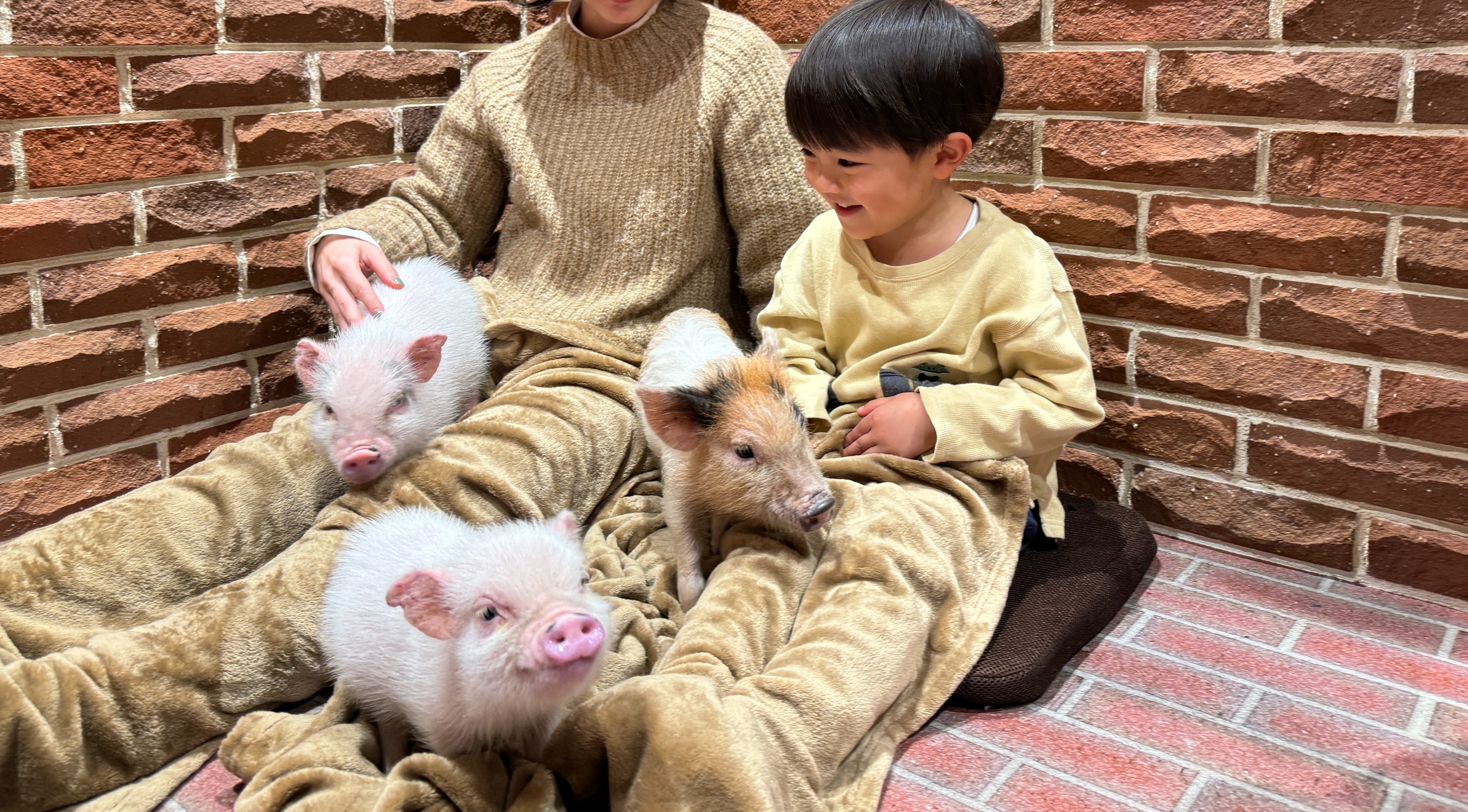 与小香猪亲密接触的私人咖啡馆（含喂食体验）（东京）