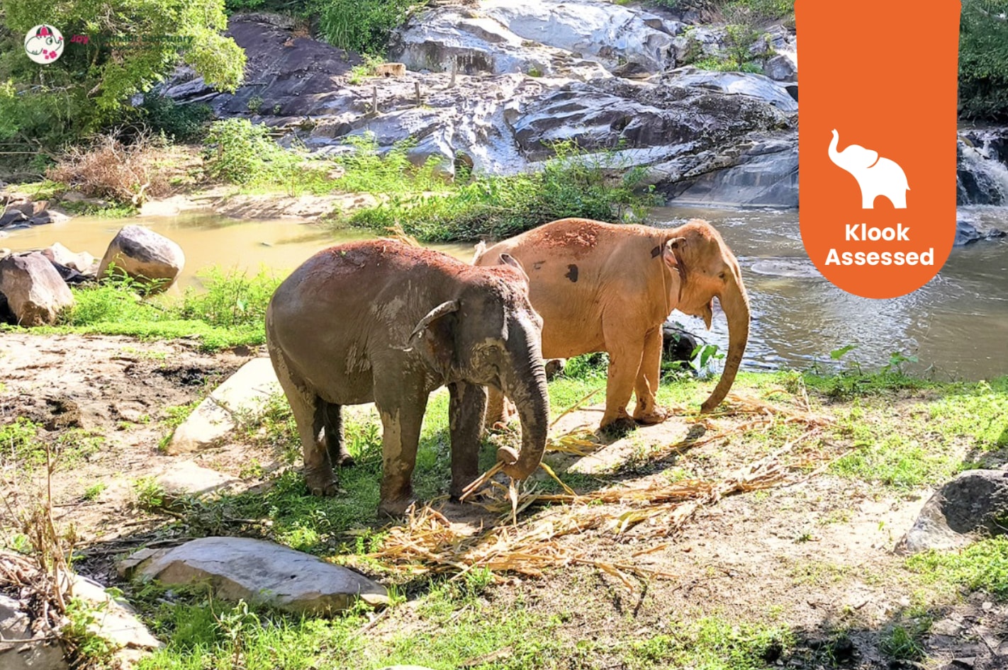 清迈大象保护区观察与活动组合