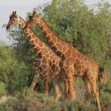 5天桑布鲁 - 纳库鲁 - 马赛马拉野生动物狩猎之旅