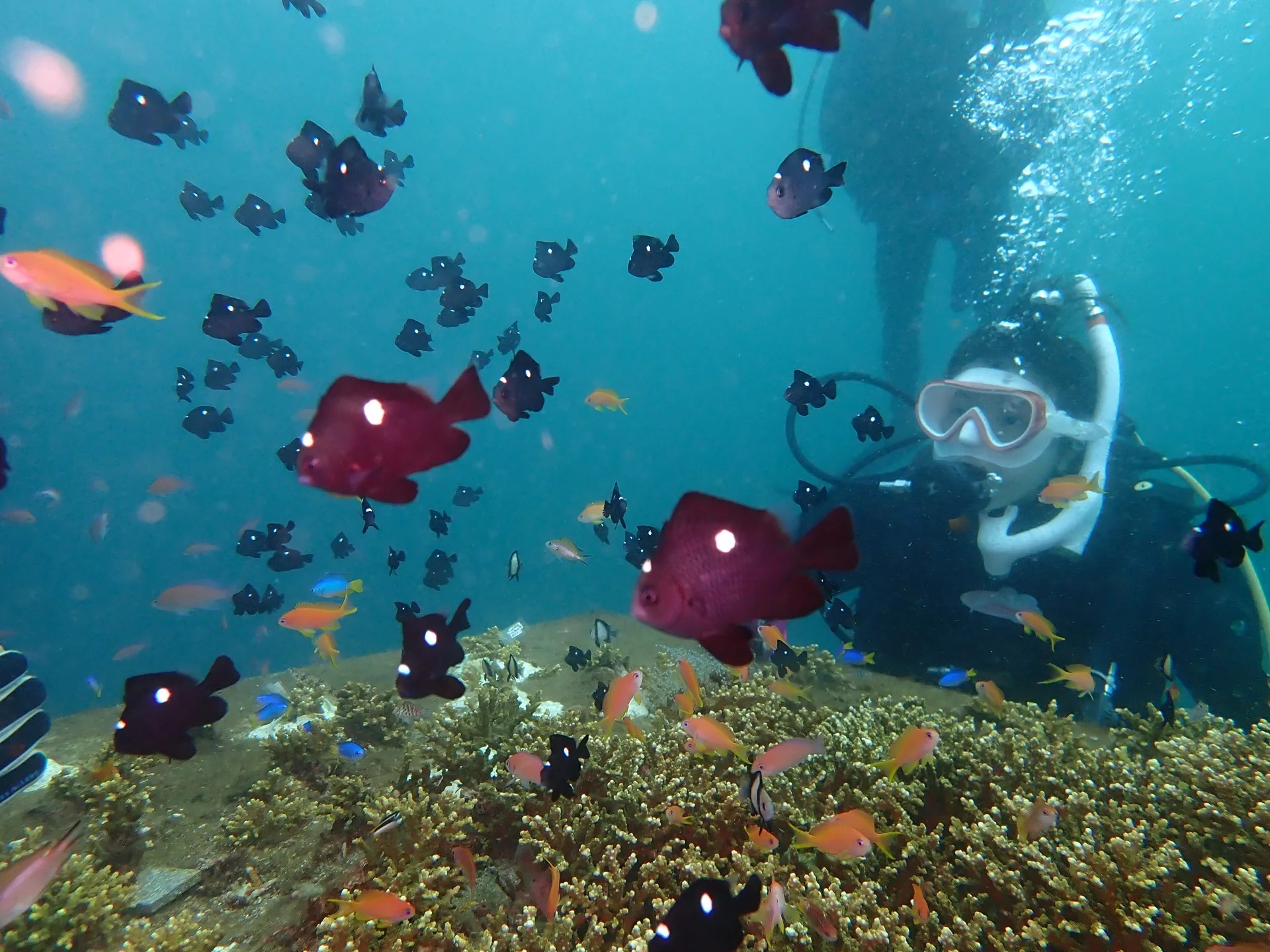 在三岛体验PADI开放水域潜水训练，探索新世界