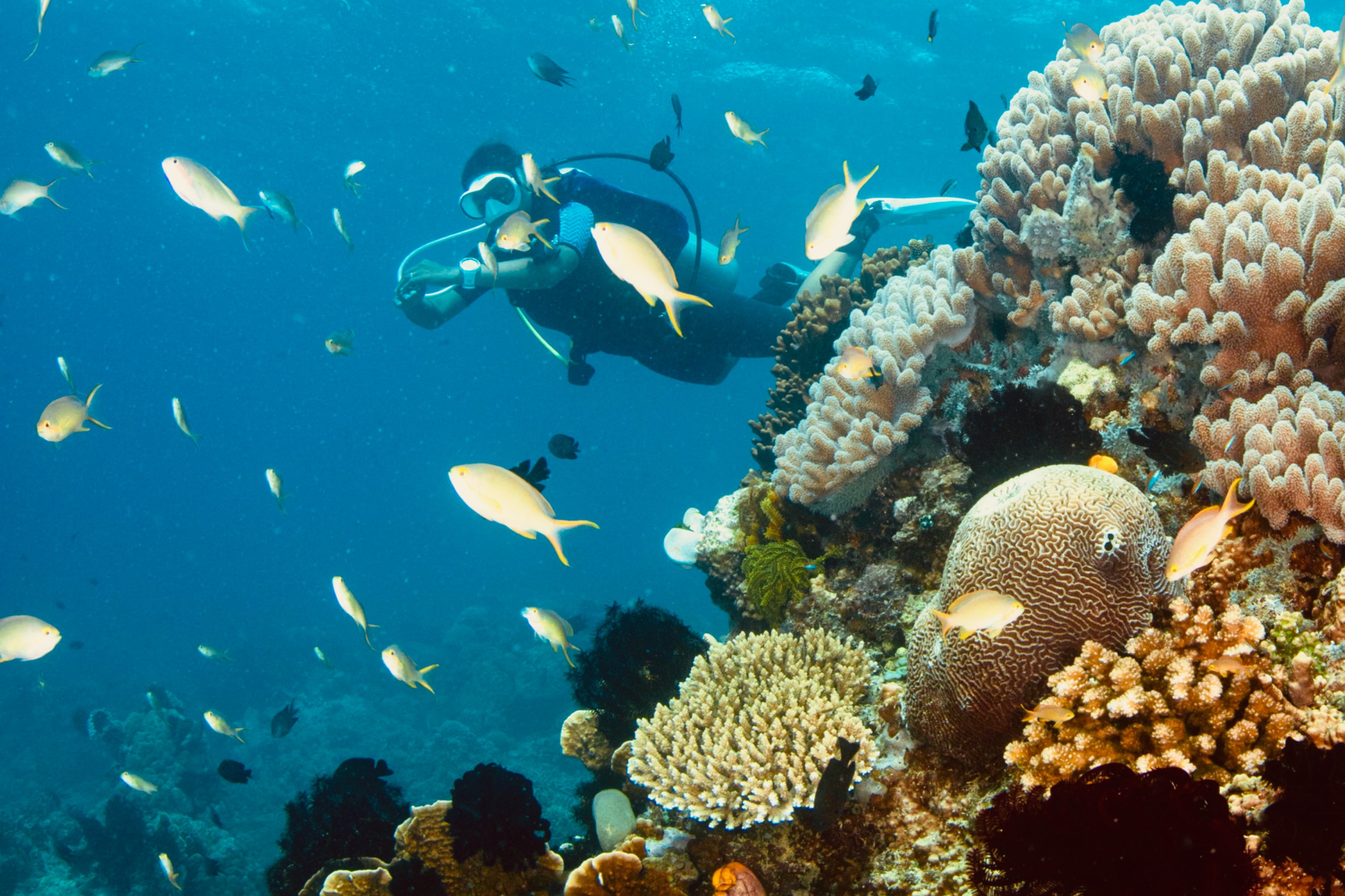 威克德鱿鱼潜水（Wicked Squid Divers）