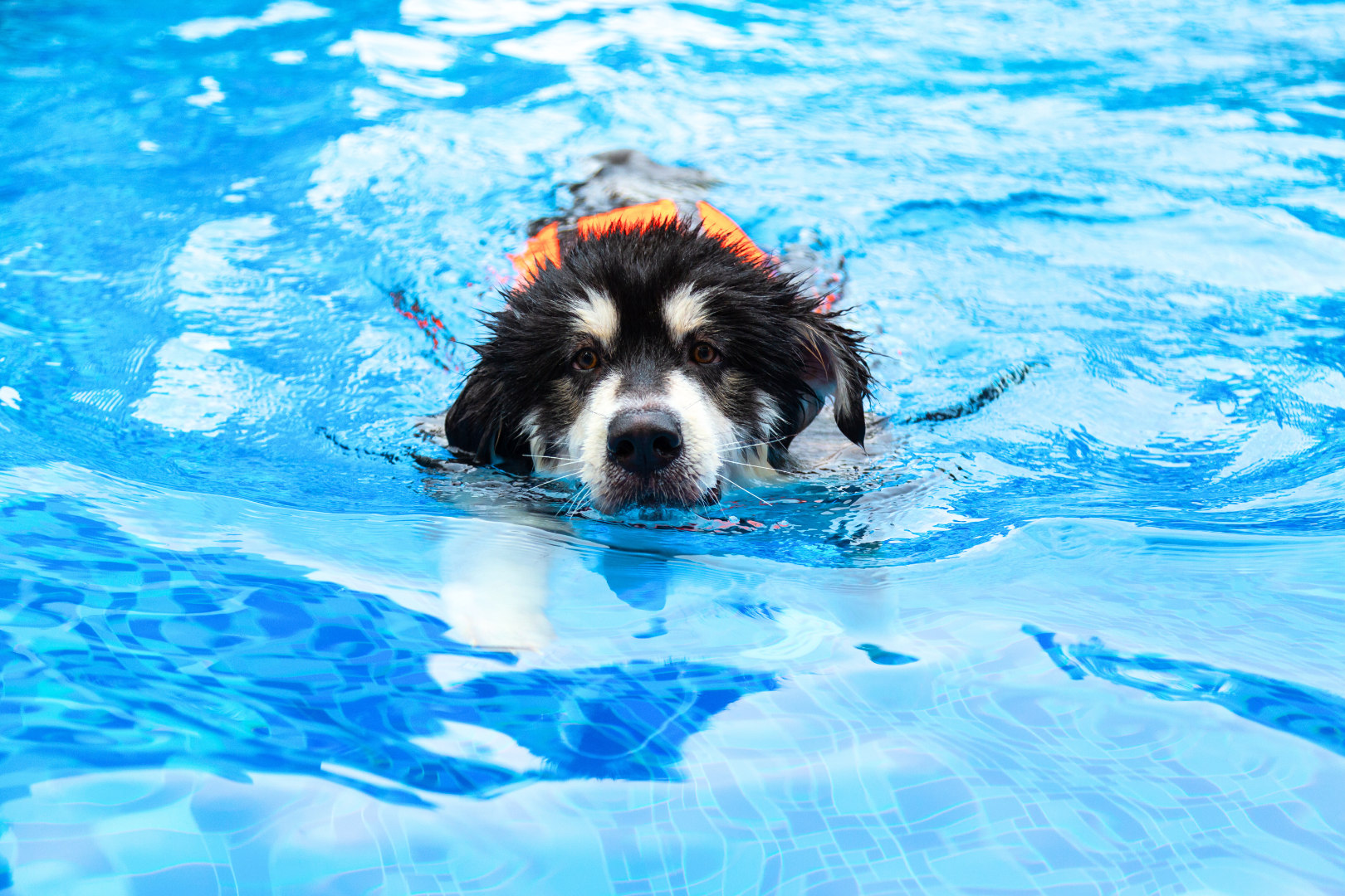 新竹苗栗: 宠物旅游 - 戏水溪畔庄园 & 漫游香山赏蟹步道一日游