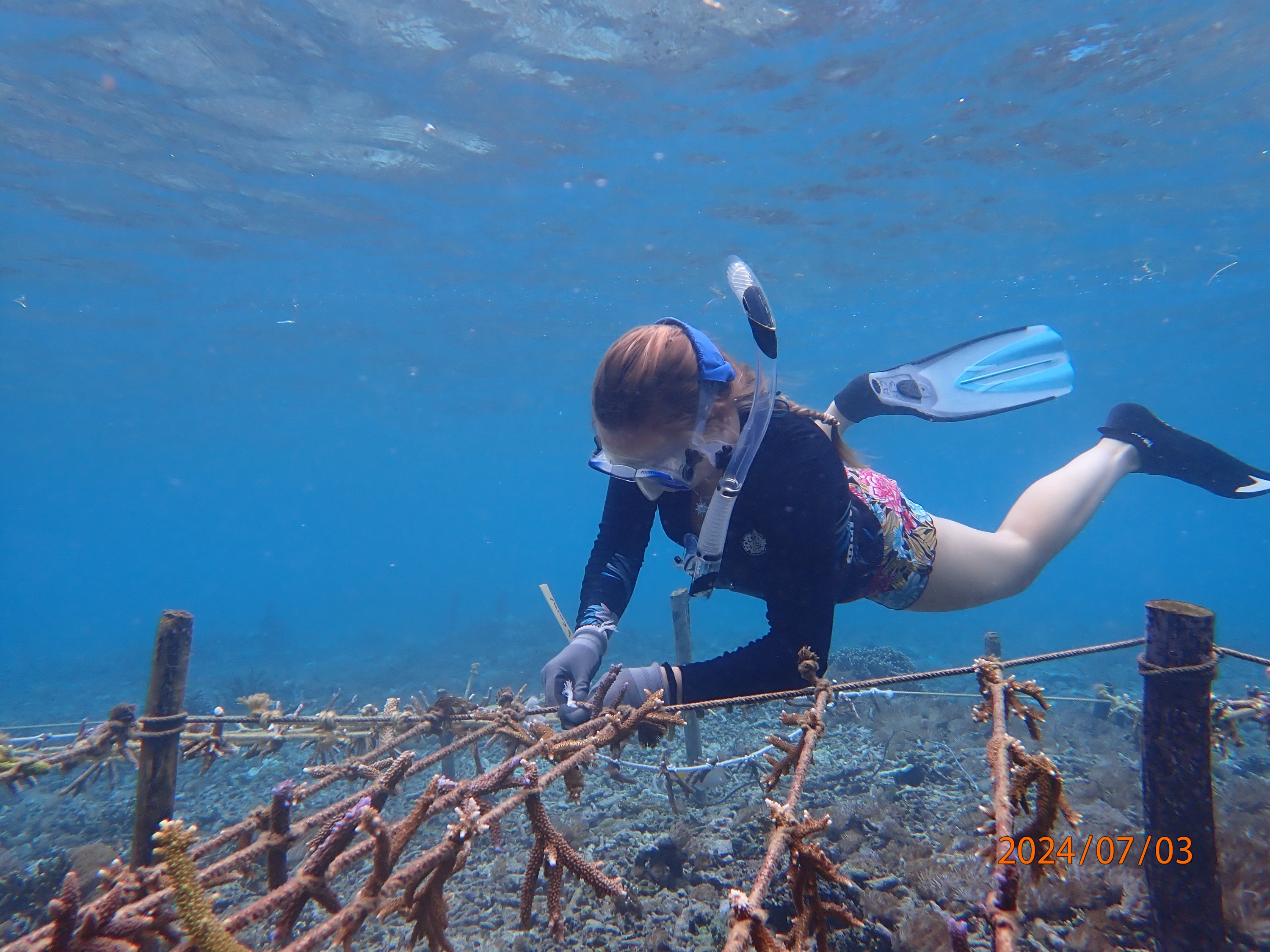 佩尼达岛珊瑚种植 & 浮潜