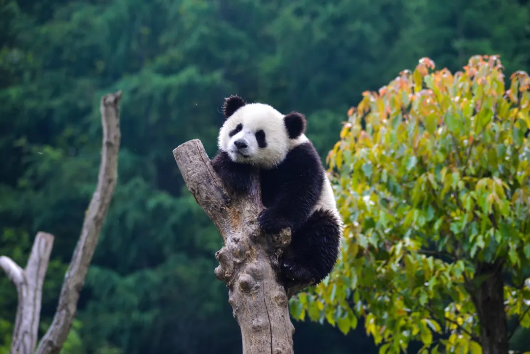 包车游览 成都往返神树坪基地&都江堰一日游