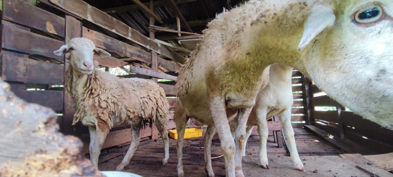 森美兰州自然之旅