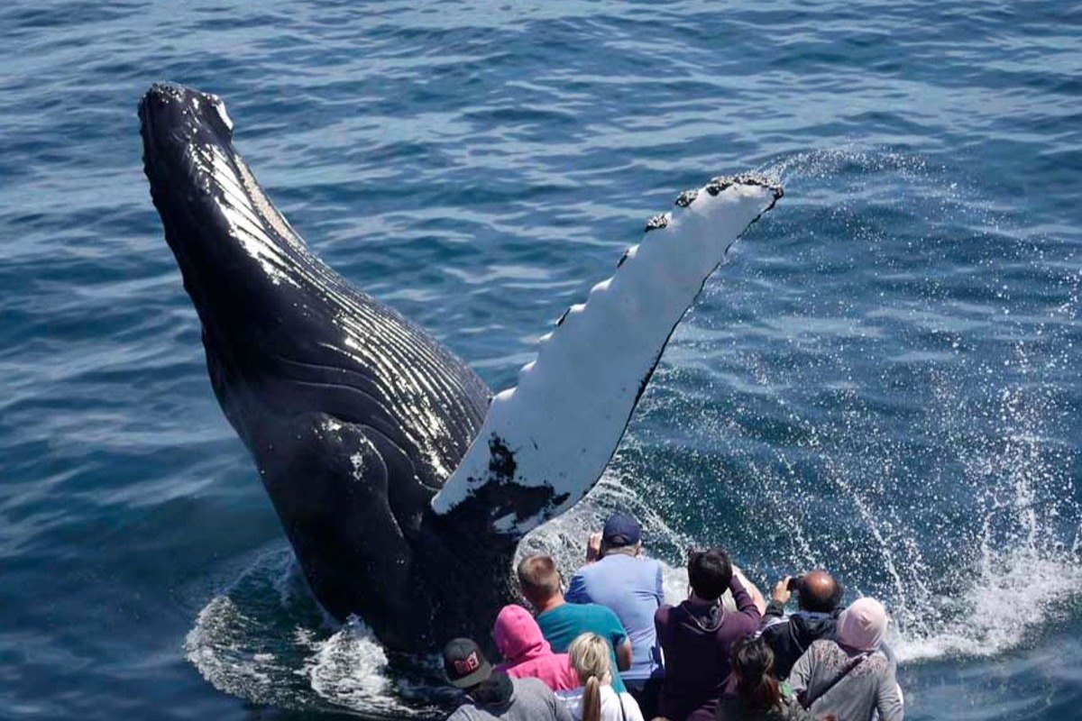 波士顿观鲸双体船游船