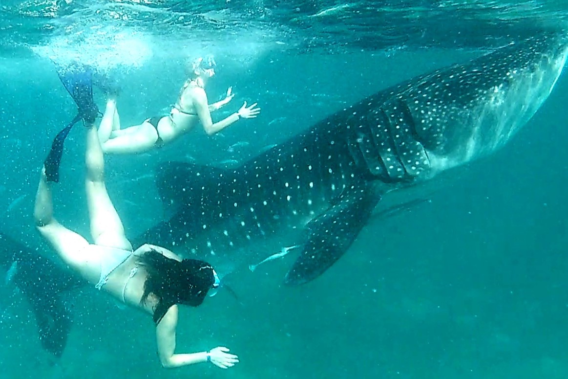 奥斯洛布鲸鲨观赏 & 阿吉尼德瀑布溯溪