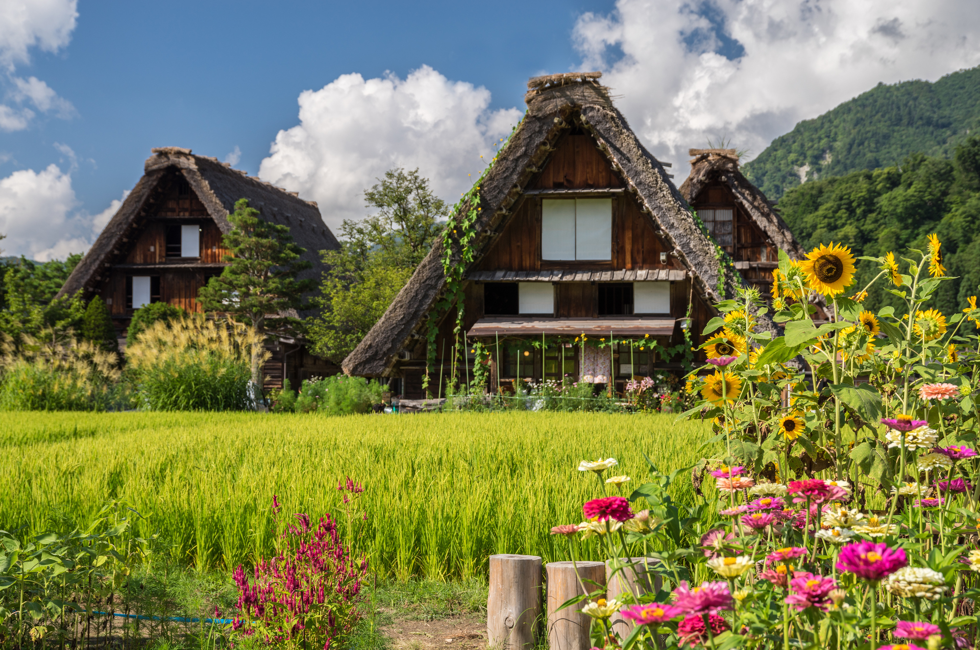 白川乡一日游畅游郡上八幡与飞驒高山（名古屋出发）
