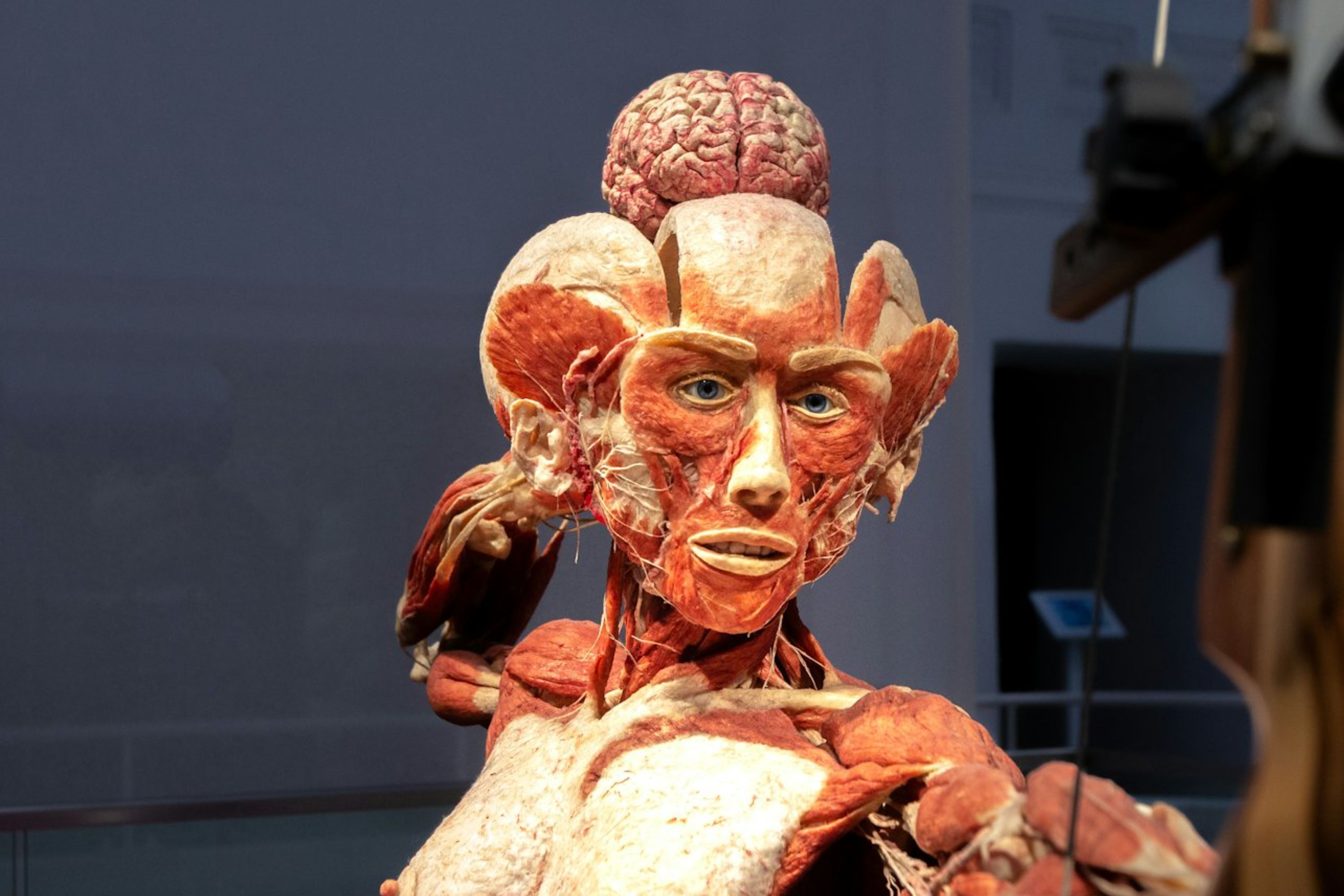 海德堡人体世界博物馆门票