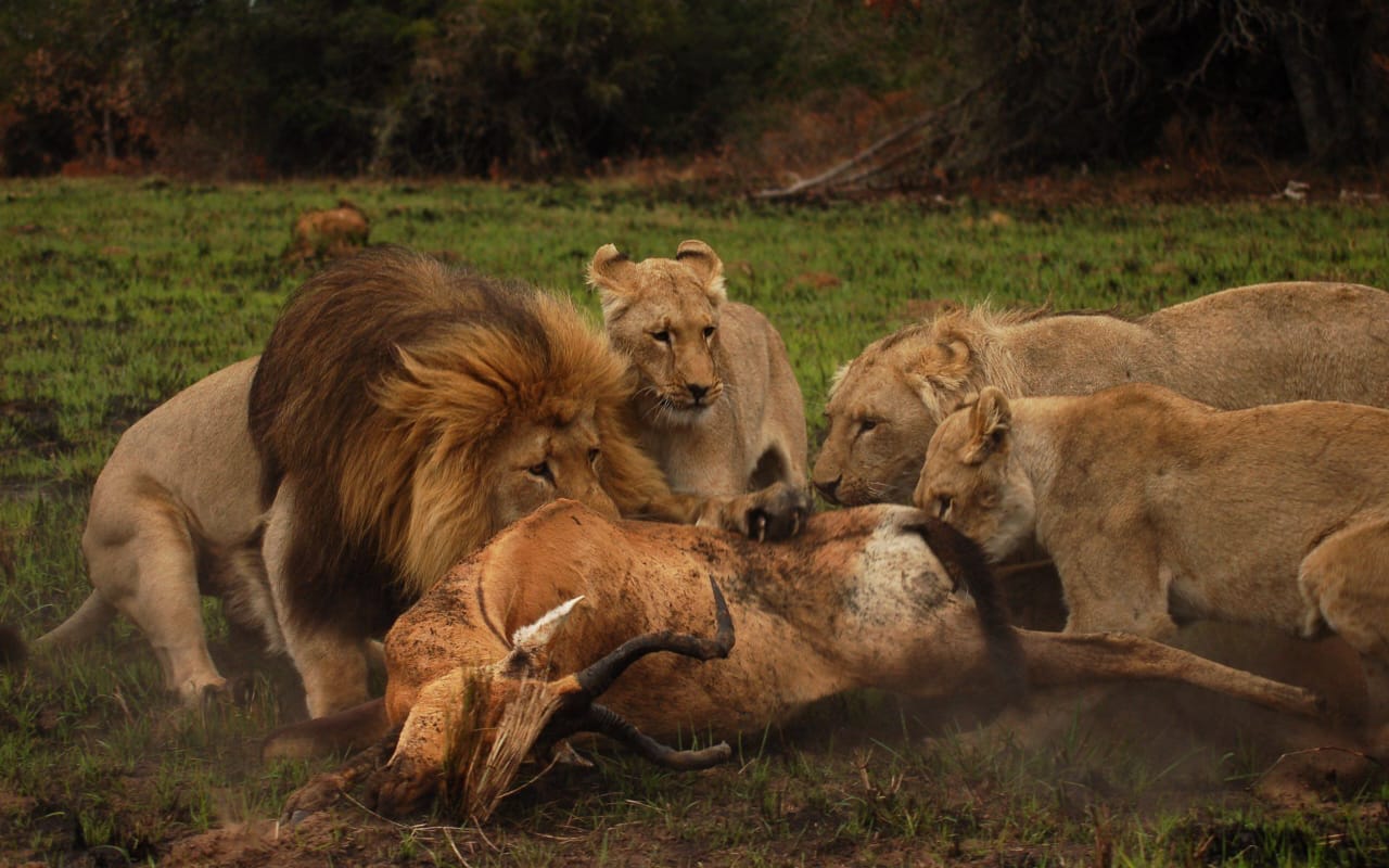 伊丽莎白港：Schotia 私人狩猎保护区