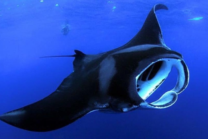 夏威夷大岛夜间浮潜体验