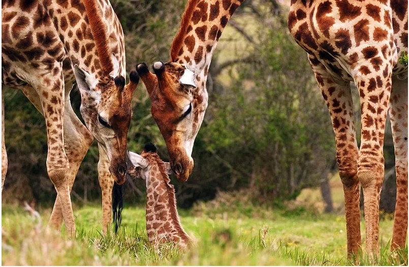 参观伊莉莎白港：克拉加卡玛野生动物保护区