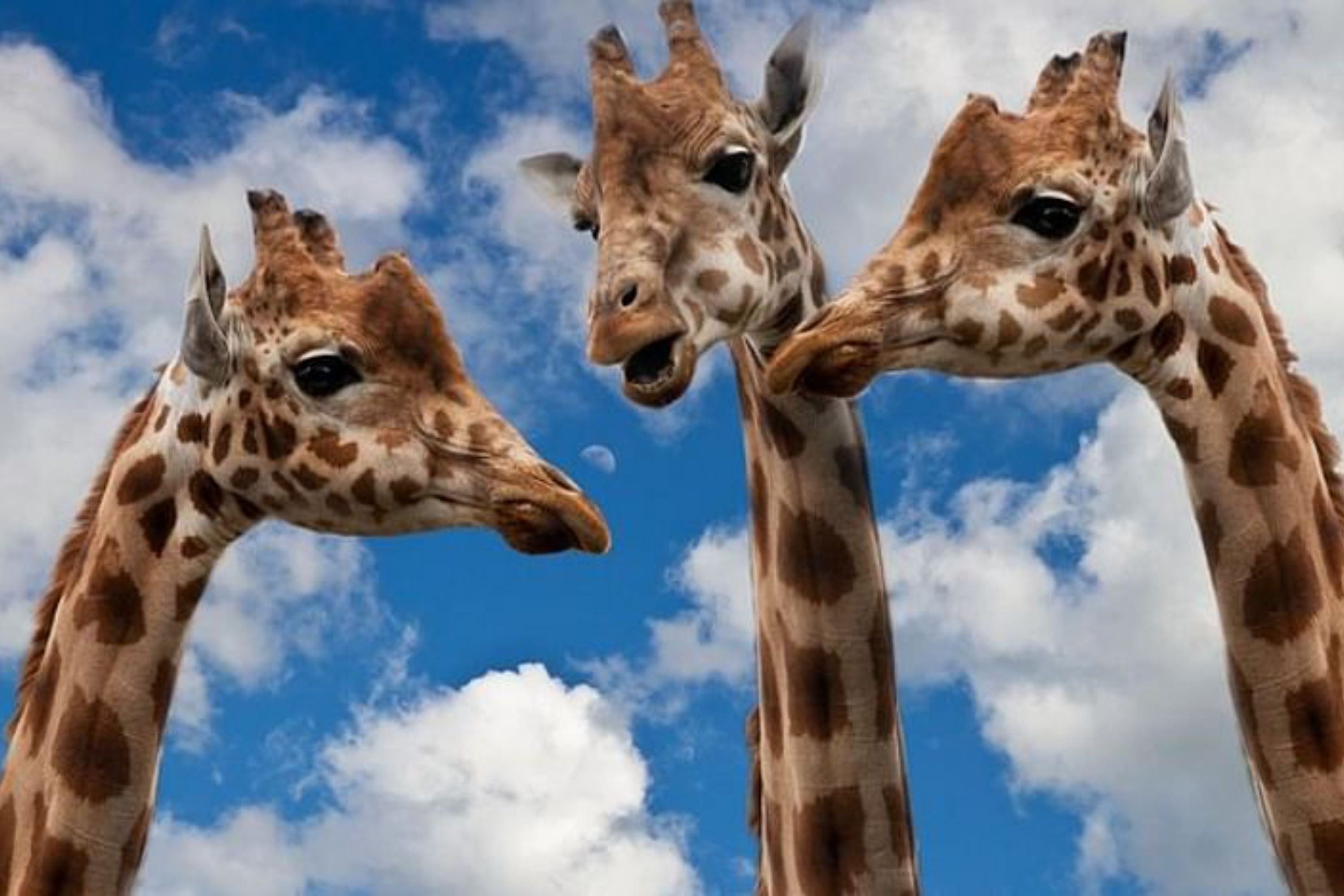 克拉科夫动物园门票