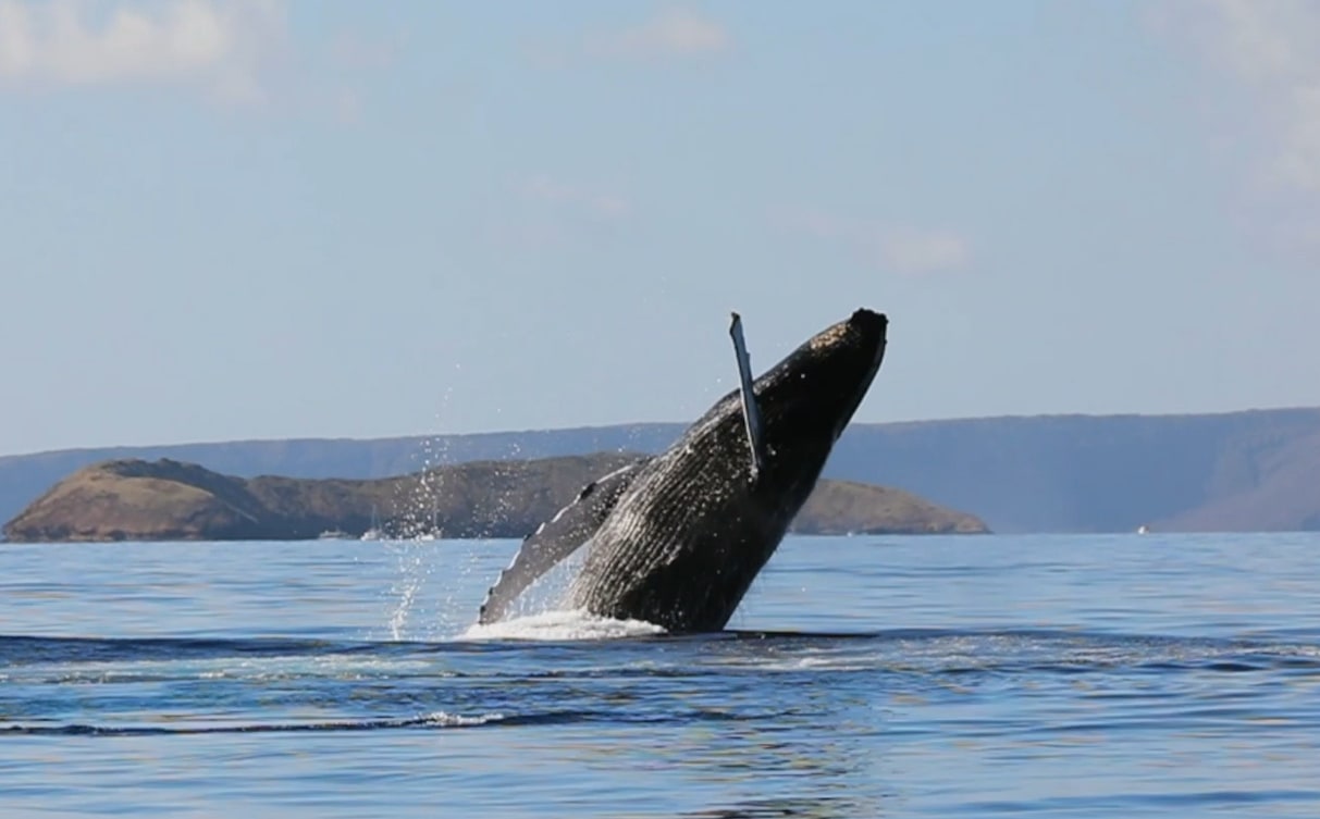 茂宜岛日落晚餐 & 赏鲸游船