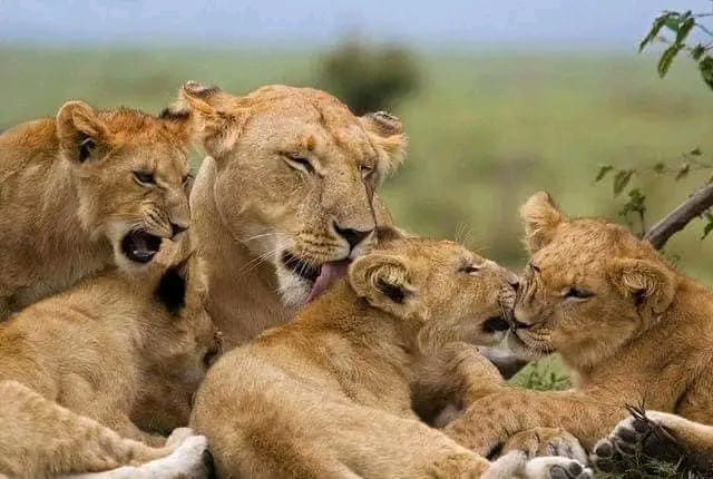 伊丽莎白港阿多象公园一日游（AE / F08）