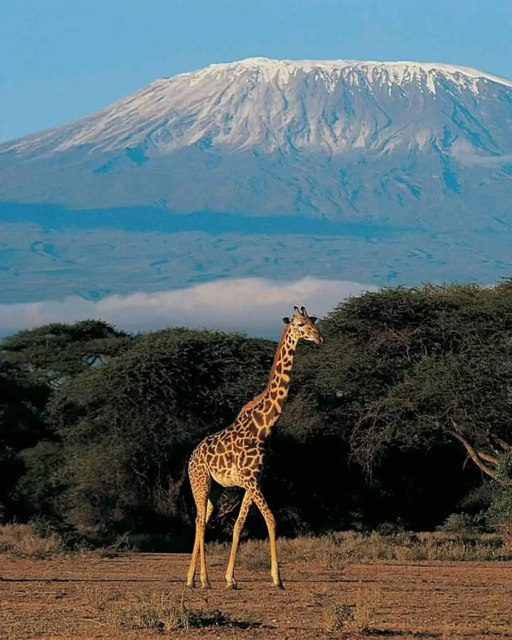 4日安博塞利国家公园 & 察沃西国家公园 & 察沃东国家公园之旅