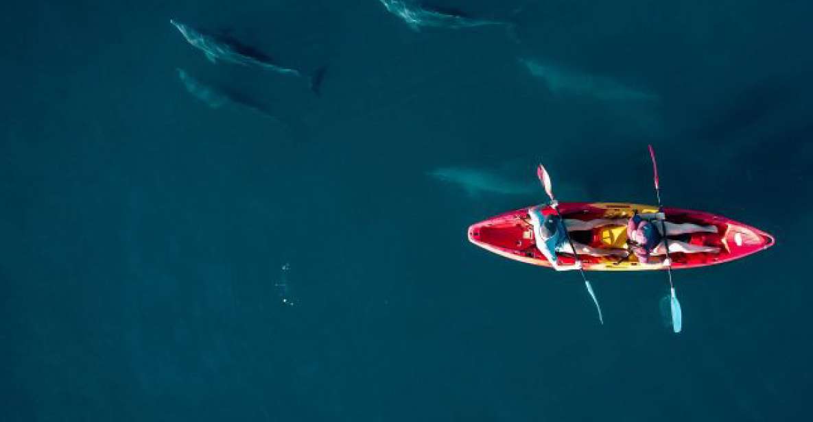 海豚皮划艇导览游（含酒店接送）