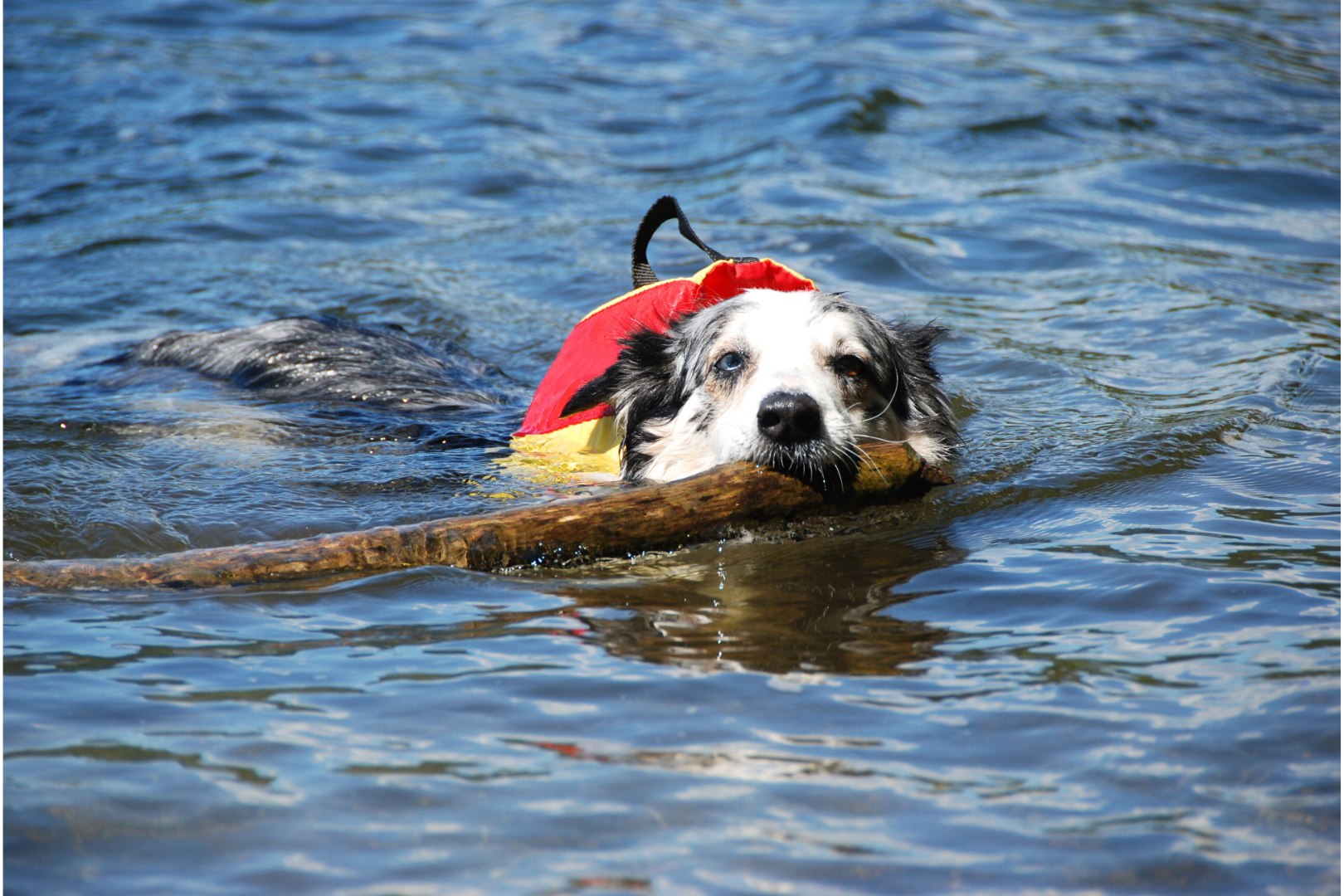 台北: 宠物旅游 - 和平岛、金山老街、老梅石槽一日游